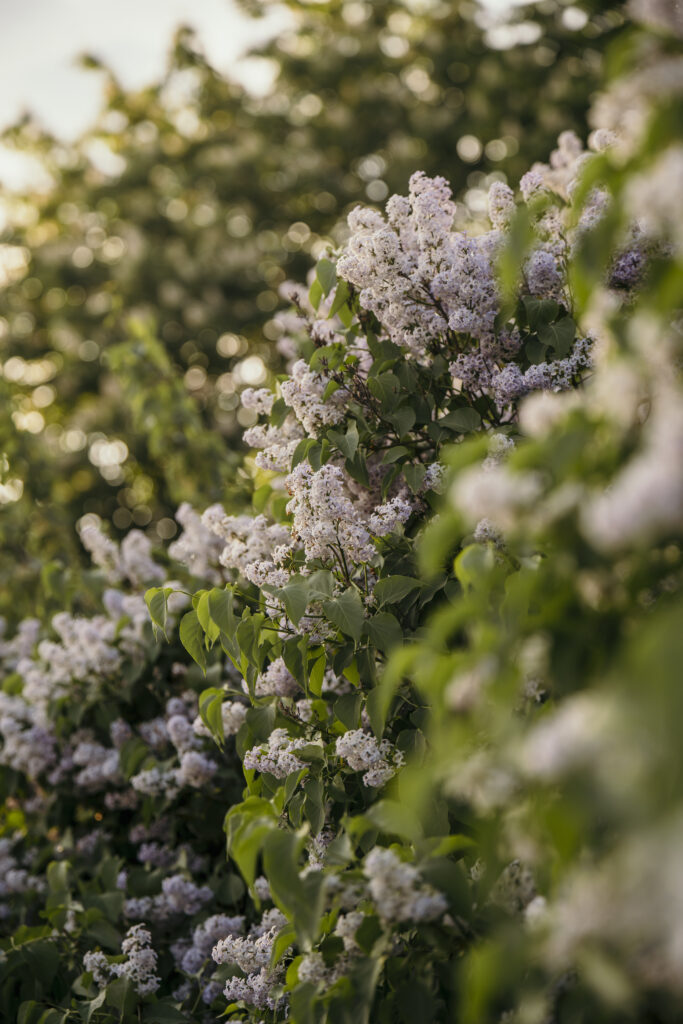 Blooming flowers