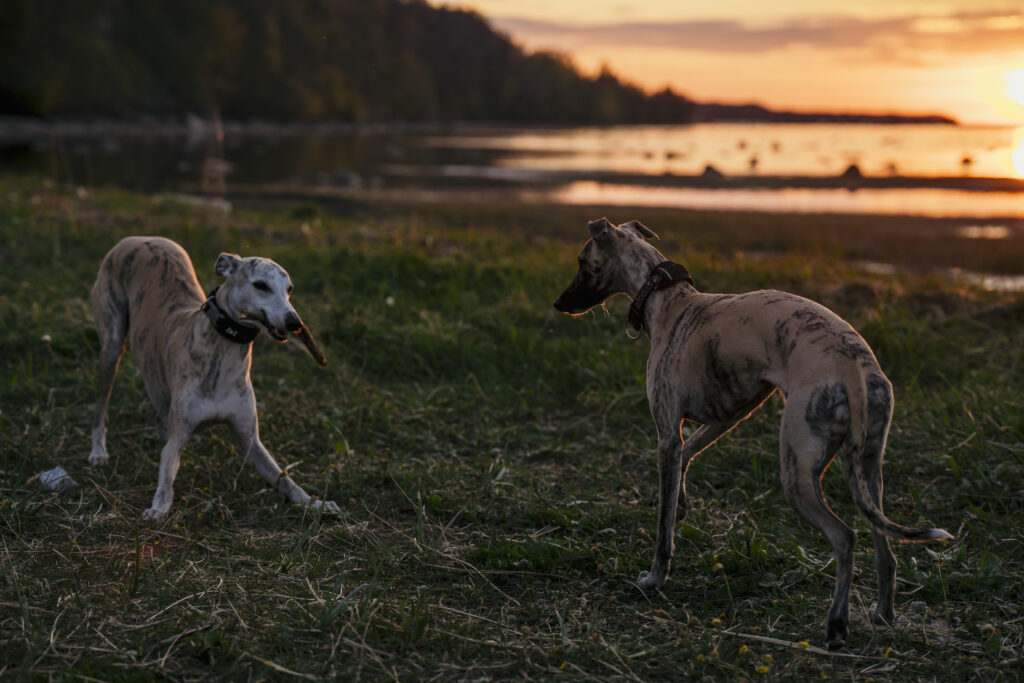 Animal photographer Estonia